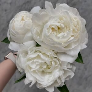 Peony