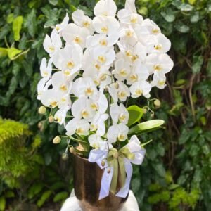 Anggrek/Orchid is one of percect flowers