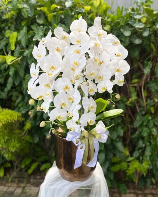 Anggrek/Orchid is one of percect flowers